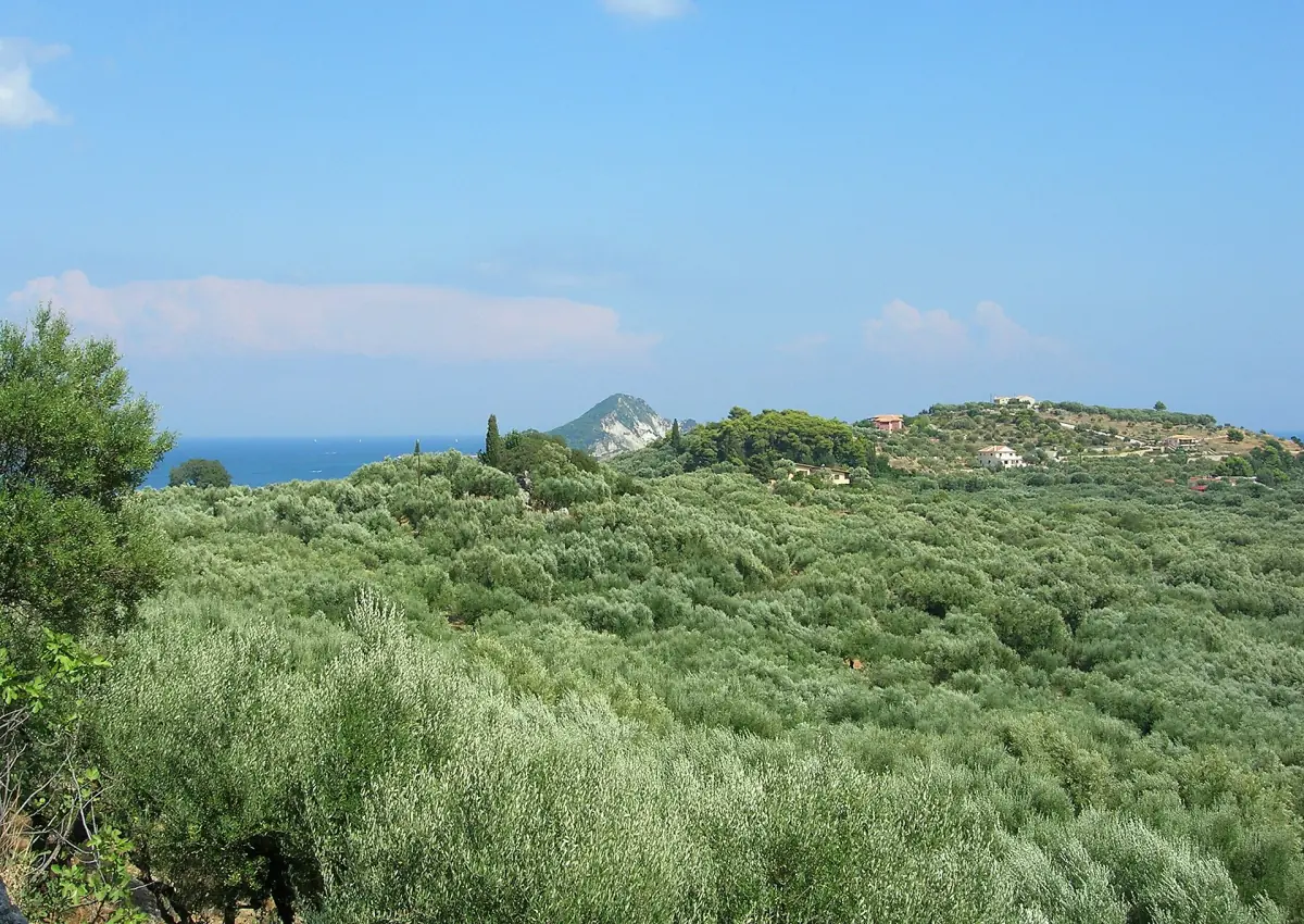 Olive groves on the Keri peninsula
