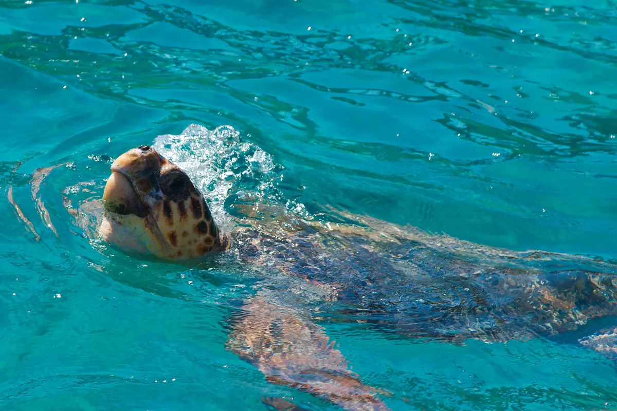 A loggerhead sea turtle in the water